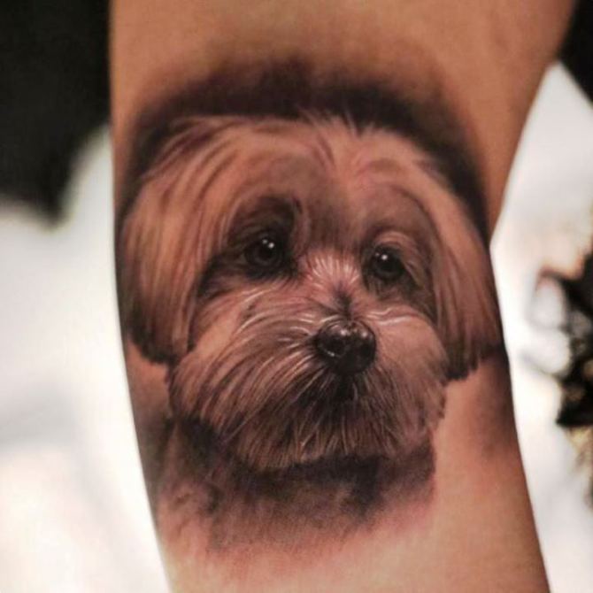 Maltese Dog Tattoo