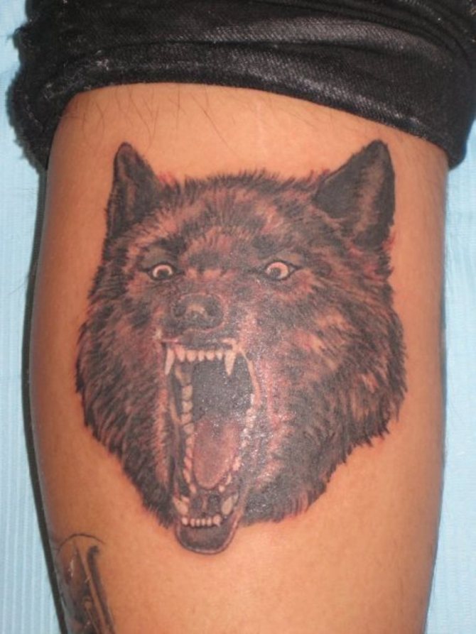 Crazy Wolf Tattoo