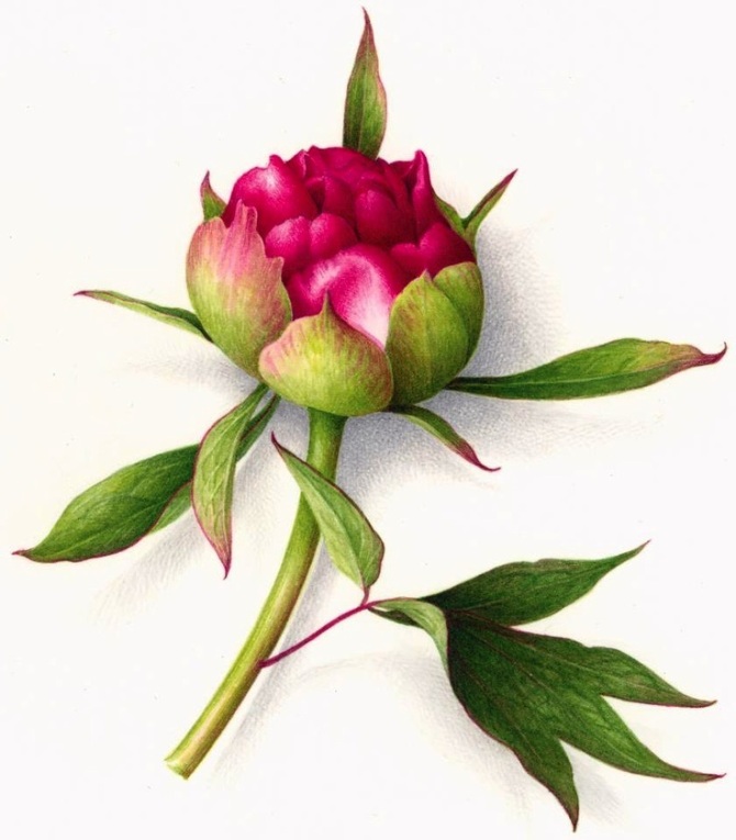  Peony Tattoo Design - Peony Tattoos <3 <3