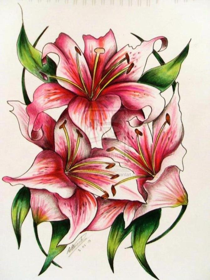 Lily Tattoo Designs - 20+ Lily Tattoos <3 <3