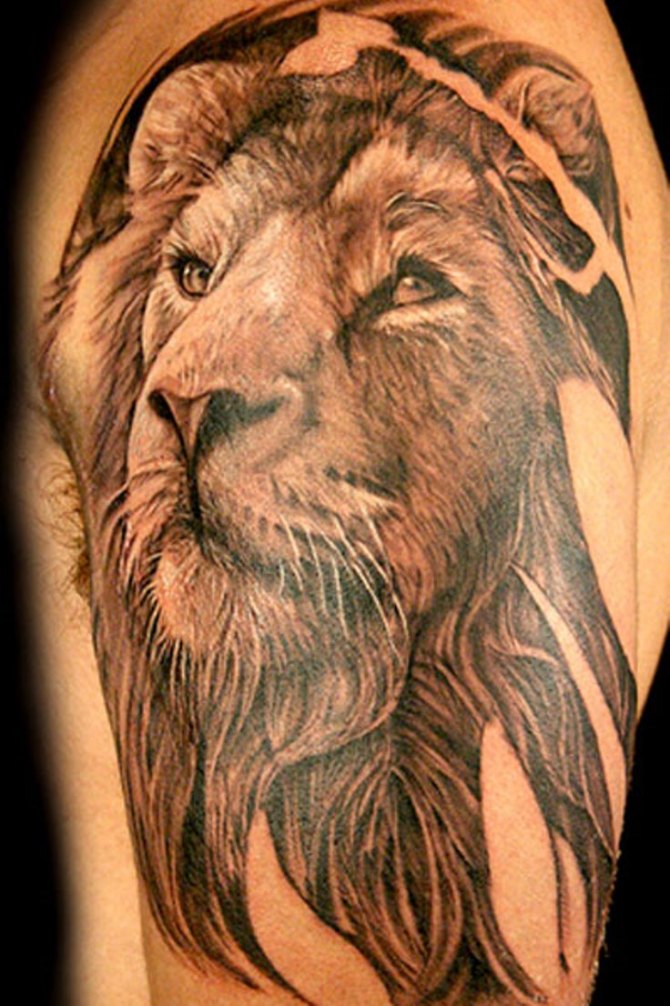  Tattoo Lion - Lion Tattoos <3 <3