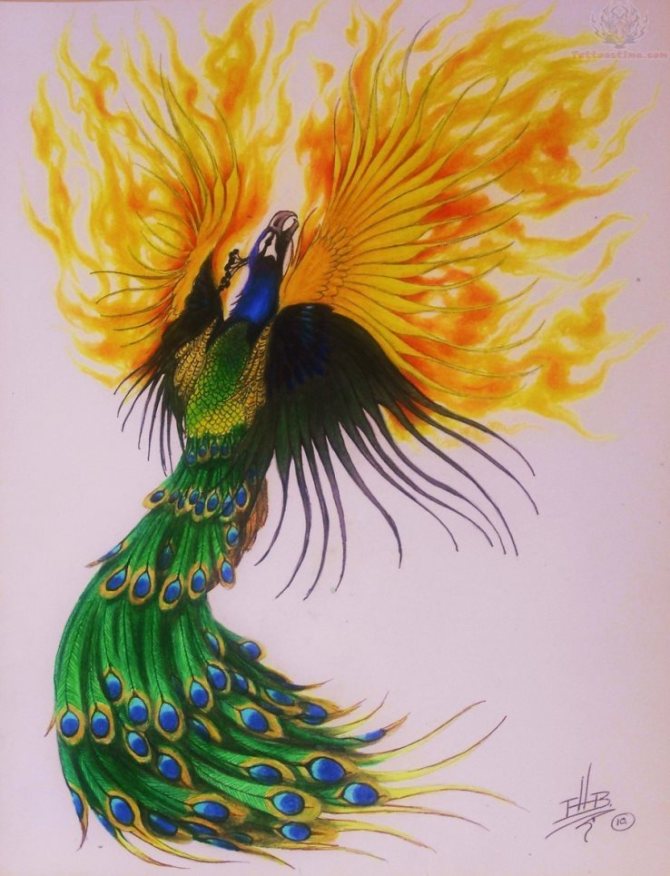 Phoenix Tattoo - Peacock Tattoos <3 <3