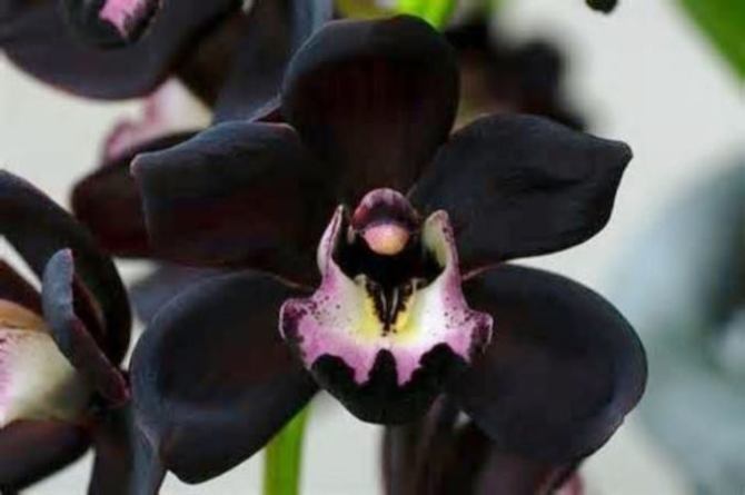 Black Orchid - Orchid Tattoos <3 <3